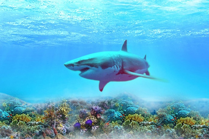 Chiêm ngưỡng các loài cá mập tại thủy cung. Ảnh: vinpearl