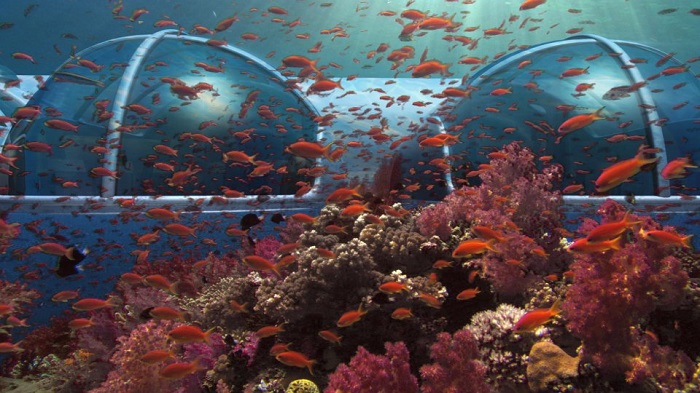 cảnh quan của Poseidon Undersea Resort 