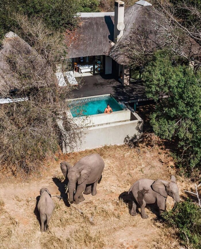 Khám phá rừng rập Nam Phi và trải nghiệm vào thế giới hoang dã tại khu nghỉ dưỡng Royal Malewane đẳng cấp