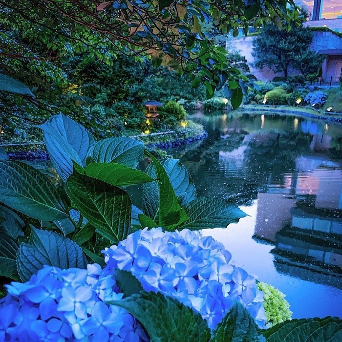 Điều kỳ diệu của mùa hè! Ngắm đom đóm tại khu vườn của Chinzanso Tokyo Hotel